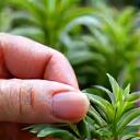 庭で植物に水をやる女性の手元